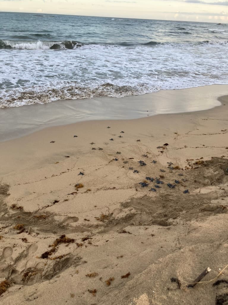 Sea turtle hatchlings on the sand