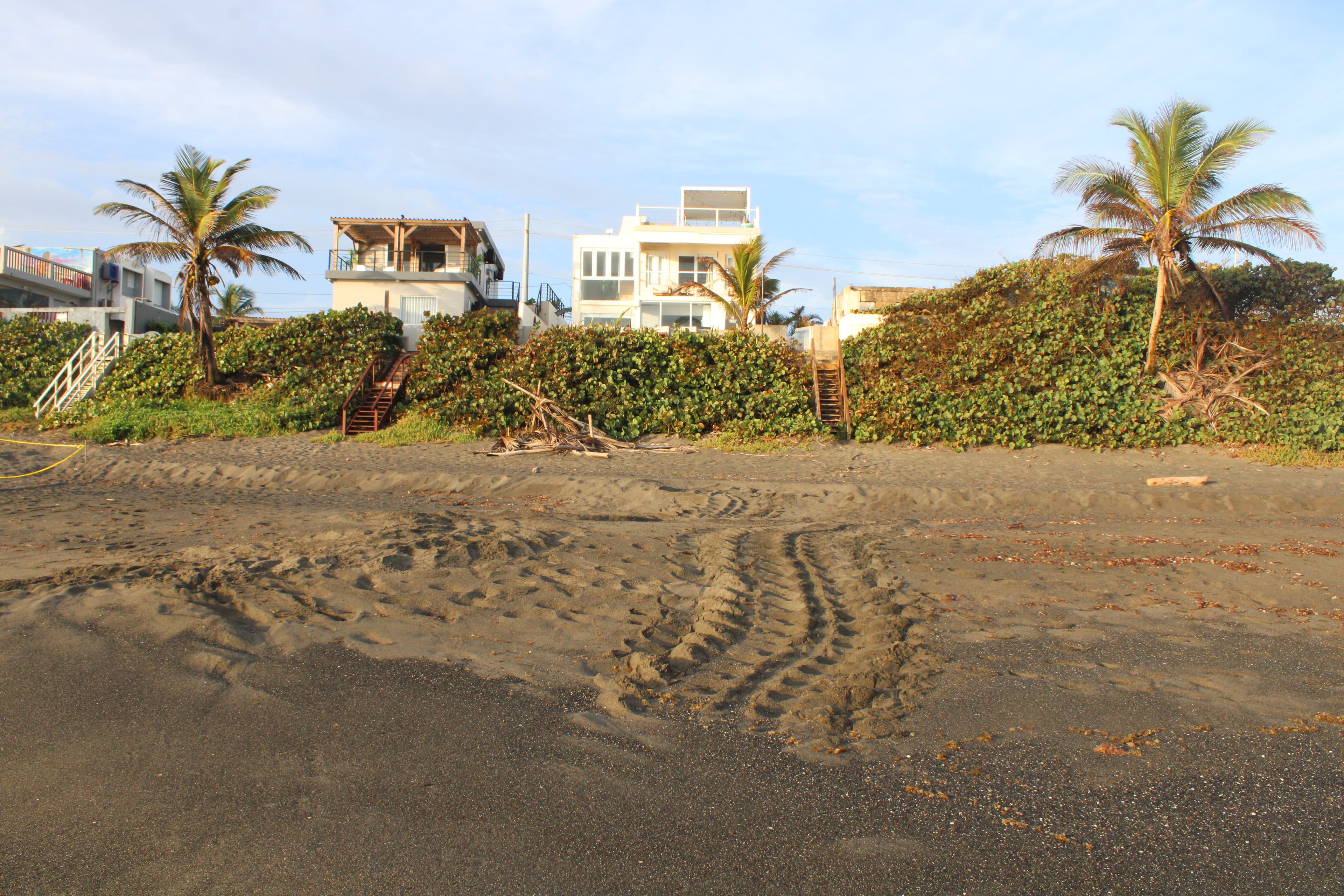 Fresh sea turtle tracks in the black sand below Arenas Negra